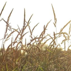 wheat field