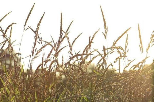 wheat field